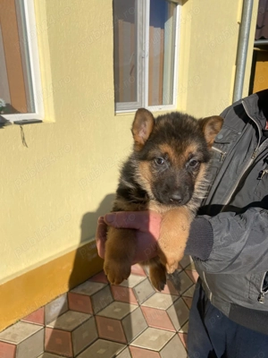 Pui ciobanesc german - imagine 2