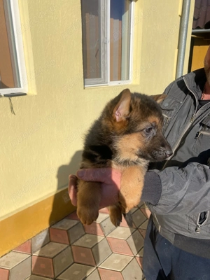 Pui ciobanesc german - imagine 3