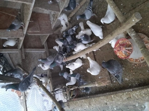 porumbei din poze  - imagine 3