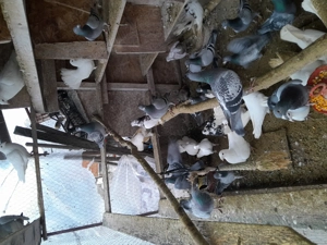 porumbei din poze  - imagine 4