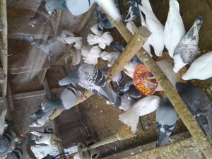 porumbei din poze  - imagine 2