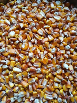 Porumb de vânzare  - imagine 2