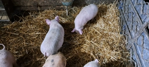 De vânzare detalii la tel   - imagine 2