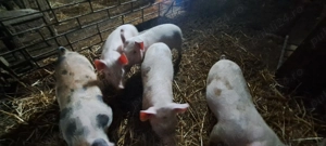 De vânzare detalii la tel  