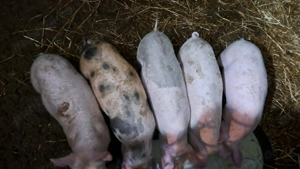 De vânzare detalii la tel   - imagine 3