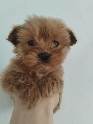 Vând maltipoo - imagine 2