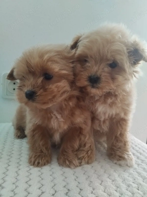 Vând maltipoo - imagine 4