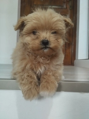 Vând maltipoo - imagine 3