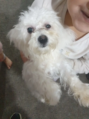 caine Bichon maltez mini tony  - imagine 3