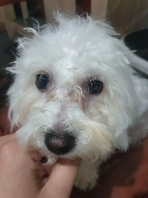 caine Bichon maltez mini tony  - imagine 2