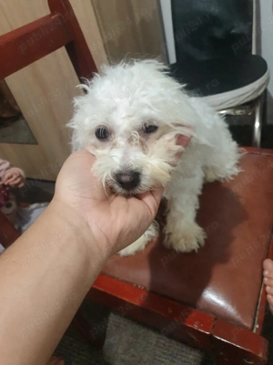 caine Bichon maltez mini tony  - imagine 4