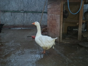 Gascan  alb pletosgascan  - imagine 4