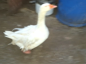 Gascan  alb pletosgascan  - imagine 3