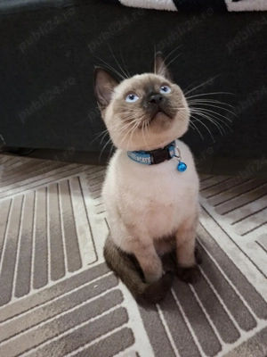 British Shorthair Point  - imagine 2