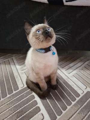 British Shorthair Point  - imagine 3