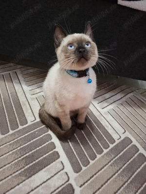 British Shorthair Point  - imagine 4