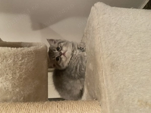 Pisicuțe british  scottish - imagine 5