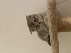 Pisicuțe british  scottish - imagine 4