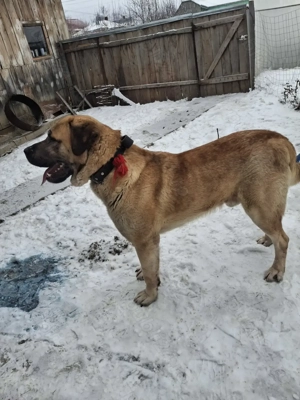 Kangal  malakli  - imagine 4