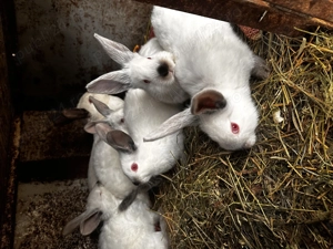 Vând pui de iepuri californian  - imagine 2