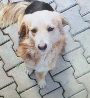 Nero are nevoie urgenta de familie - imagine 2