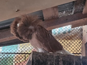 Porumbei Maria Stuard  - imagine 4