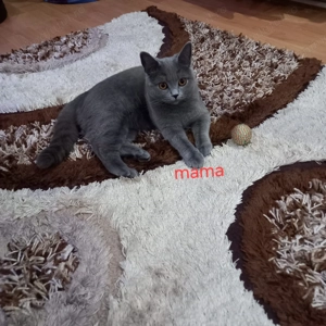 British shorthair motanel - imagine 3