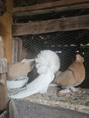 Porumbei Maria Stuard  - imagine 2