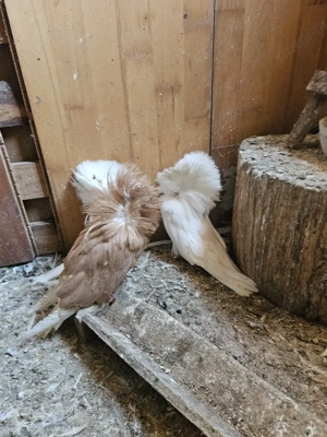 Porumbei Maria Stuard  - imagine 5