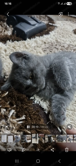 British shorthair motanel - imagine 4