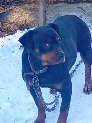 Catea rotvailer - imagine 2