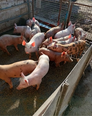 Grăsuni de vânzare  - imagine 3