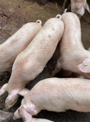 Grăsuni de vânzare  - imagine 4