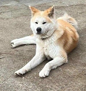 Akita Inu mascul
