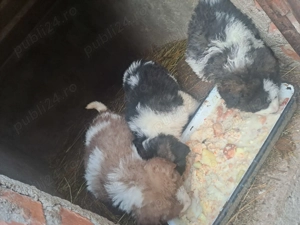 Vând căței mioritic de 5 săptămâni 