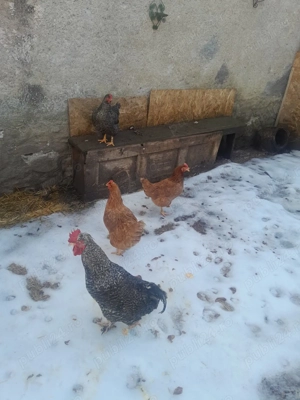 familie de găini la 750 lei 4 buc