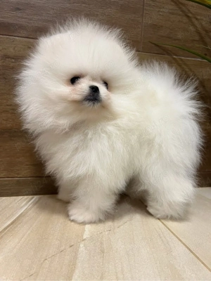 Pomeranian Bear Fci Pedigree Chao Lia ( China import ) - imagine 4