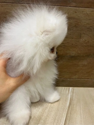 Pomeranian Bear Fci Pedigree Chao Lia ( China import ) - imagine 2