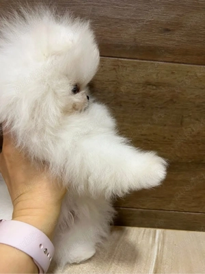 Pomeranian Bear Fci Pedigree Chao Lia ( China import ) - imagine 3