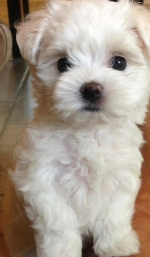 Bichon maltez  frise  800 lei