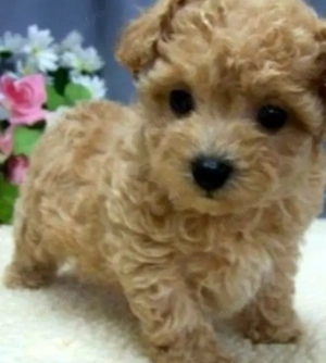 Maltipoo  pudel fetița 1000 lei - imagine 3