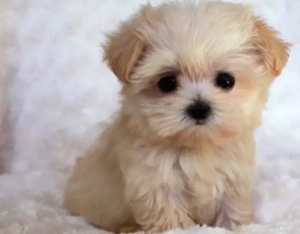 Maltipoo  pudel fetița 1000 lei - imagine 2