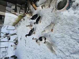 Vand rate tinere de anul trecut! - imagine 2