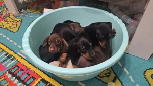 Catel teckel din parinti cu Pedigree FCI - imagine 2