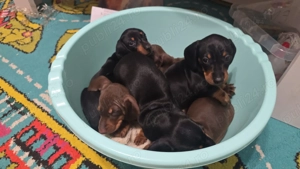 Catel teckel din parinti cu Pedigree FCI - imagine 3