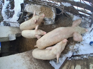 vand purcei rasa de carne - imagine 2