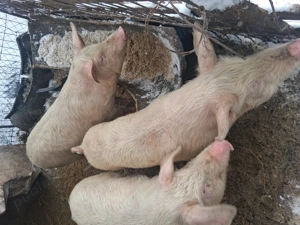 vand purcei rasa de carne - imagine 3