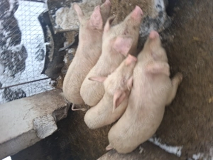 vand purcei rasa de carne - imagine 4