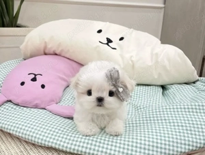 Bichon mini toy  - imagine 2