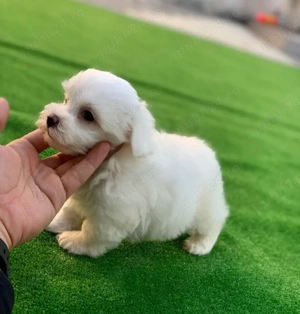 Bichon mini toy  - imagine 3